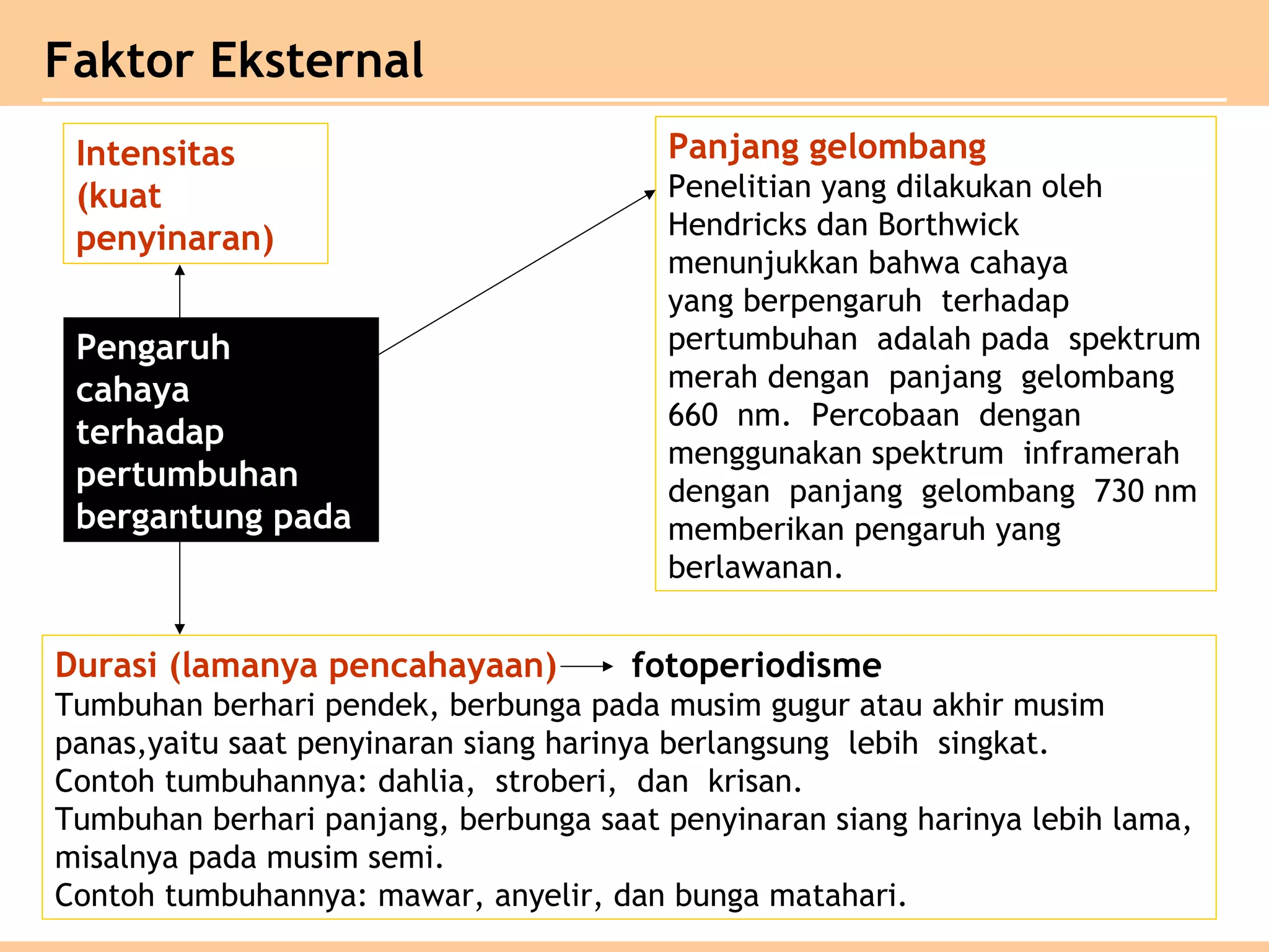 Faktor Eksternal
Pengaruh
cahaya
terhadap
pertumbuhan
bergantung pada
Intensitas
(kuat
penyinaran)
Panjang gelombang
Penelitian yang dilakukan oleh
Hendricks dan Borthwick
menunjukkan bahwa cahaya
yang berpengaruh terhadap
pertumbuhan adalah pada spektrum
merah dengan panjang gelombang
660 nm. Percobaan dengan
menggunakan spektrum inframerah
dengan panjang gelombang 730 nm
memberikan pengaruh yang
berlawanan.
Durasi (lamanya pencahayaan) fotoperiodisme
Tumbuhan berhari pendek, berbunga pada musim gugur atau akhir musim
panas,yaitu saat penyinaran siang harinya berlangsung lebih singkat.
Contoh tumbuhannya: dahlia, stroberi, dan krisan.
Tumbuhan berhari panjang, berbunga saat penyinaran siang harinya lebih lama,
misalnya pada musim semi.
Contoh tumbuhannya: mawar, anyelir, dan bunga matahari.
 
