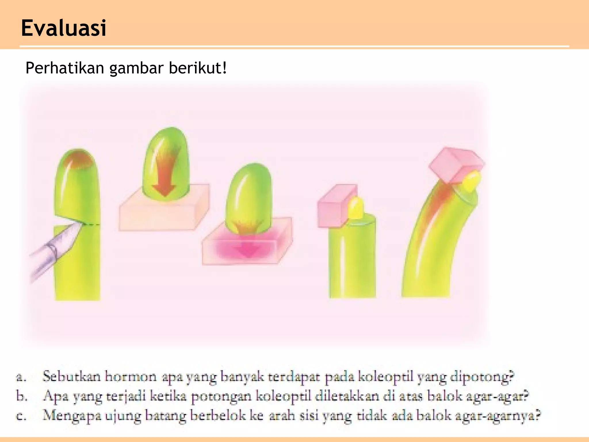 Evaluasi
Perhatikan gambar berikut!
 