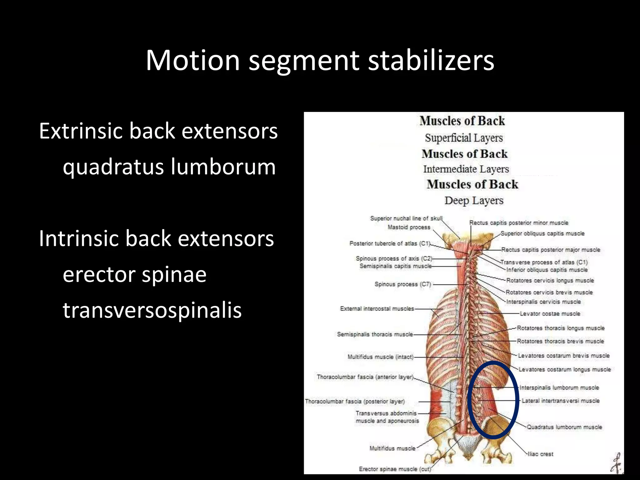 Extrinsic back extensors
quadratus lumborum
Intrinsic back extensors
erector spinae
transversospinalis
49
Motion segment stabilizers
 