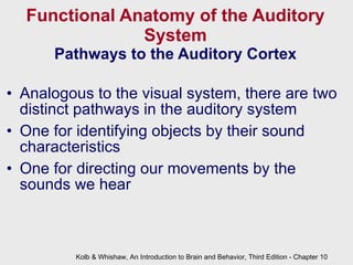 Functional Anatomy of the Auditory System Pathways to the Auditory Cortex Analogous to the visual system, there are two distinct pathways in the auditory system One for identifying objects by their sound characteristics One for directing our movements by the sounds we hear Kolb & Whishaw, An Introduction to Brain and Behavior, Third Edition - Chapter 10 