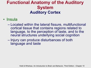 Functional Anatomy of the Auditory System Auditory Cortex Insula Located within the lateral fissure, multifunctional cortical tissue that contains regions related to language, to the perception of taste, and to the neural structures underlying social cognition Injury can produce disturbances of both language and taste Kolb & Whishaw, An Introduction to Brain and Behavior, Third Edition - Chapter 10 