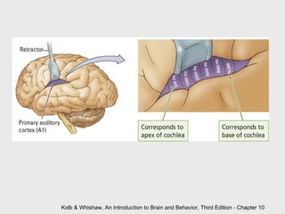 Kolb & Whishaw, An Introduction to Brain and Behavior, Third Edition - Chapter 10 