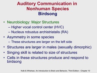 Auditory Communication in  Nonhuman Species Birdsong Neurobiology: Major Structures Higher vocal control center (HVC) Nucleus robustus archistriatalis (RA) Asymmetry in some species These structures are larger on the left side Structures are larger in males   (sexually dimorphic) Singing skill is related to size of structures Cells in these structures produce and respond to birdsong Kolb & Whishaw, An Introduction to Brain and Behavior, Third Edition - Chapter 10 