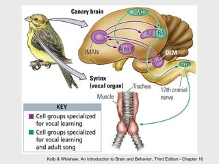 Kolb & Whishaw, An Introduction to Brain and Behavior, Third Edition - Chapter 10 