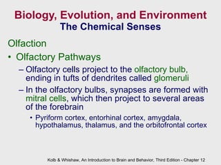 Biology, Evolution, and Environment The Chemical Senses Olfaction Olfactory Pathways Olfactory cells project to the  olfactory bulb,  ending in tufts of dendrites called  glomeruli In the olfactory bulbs, synapses are formed with  mitral cells , which then project to several areas of the forebrain Pyriform cortex, entorhinal cortex, amygdala, hypothalamus, thalamus, and the orbitofrontal cortex Kolb & Whishaw, An Introduction to Brain and Behavior, Third Edition - Chapter 12 