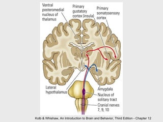 Kolb & Whishaw, An Introduction to Brain and Behavior, Third Edition - Chapter 12 