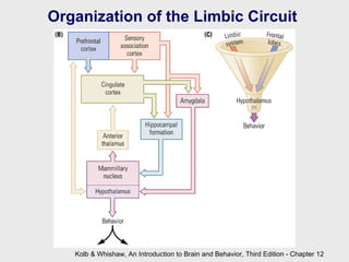 Kolb & Whishaw, An Introduction to Brain and Behavior, Third Edition - Chapter 12 Organization of the Limbic Circuit   