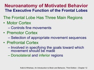Neuroanatomy of Motivated Behavior The Executive Function of the Frontal Lobes The Frontal Lobe Has Three Main Regions Motor Cortex Controls fine movements Premotor Cortex Selection of appropriate movement sequences Prefrontal Cortex Involved in specifying the goals toward which movement should be made Dorsolateral  and  inferior  regions Kolb & Whishaw, An Introduction to Brain and Behavior, Third Edition - Chapter 12 