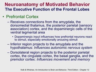 Neuroanatomy of Motivated Behavior The Executive Function of the Frontal Lobes Prefrontal Cortex Receives connections from the amygdala, the dorsomedial thalamus, the posterior parietal (sensory association) cortex, and the dopaminergic cells of the ventral tegmental area Dopaminergic input influences how prefrontal neurons react to stimuli, especially emotionally arousing stimuli Inferior region projects to the amygdala and the hypothalamus:  Influences autonomic nervous system Dorsolateral region projects to the posterior parietal cortex, the cingulate cortex, the basal ganglia, and the premotor cortex:  Influences movement and memory Kolb & Whishaw, An Introduction to Brain and Behavior, Third Edition - Chapter 12 