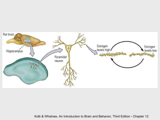 Kolb & Whishaw, An Introduction to Brain and Behavior, Third Edition - Chapter 12 