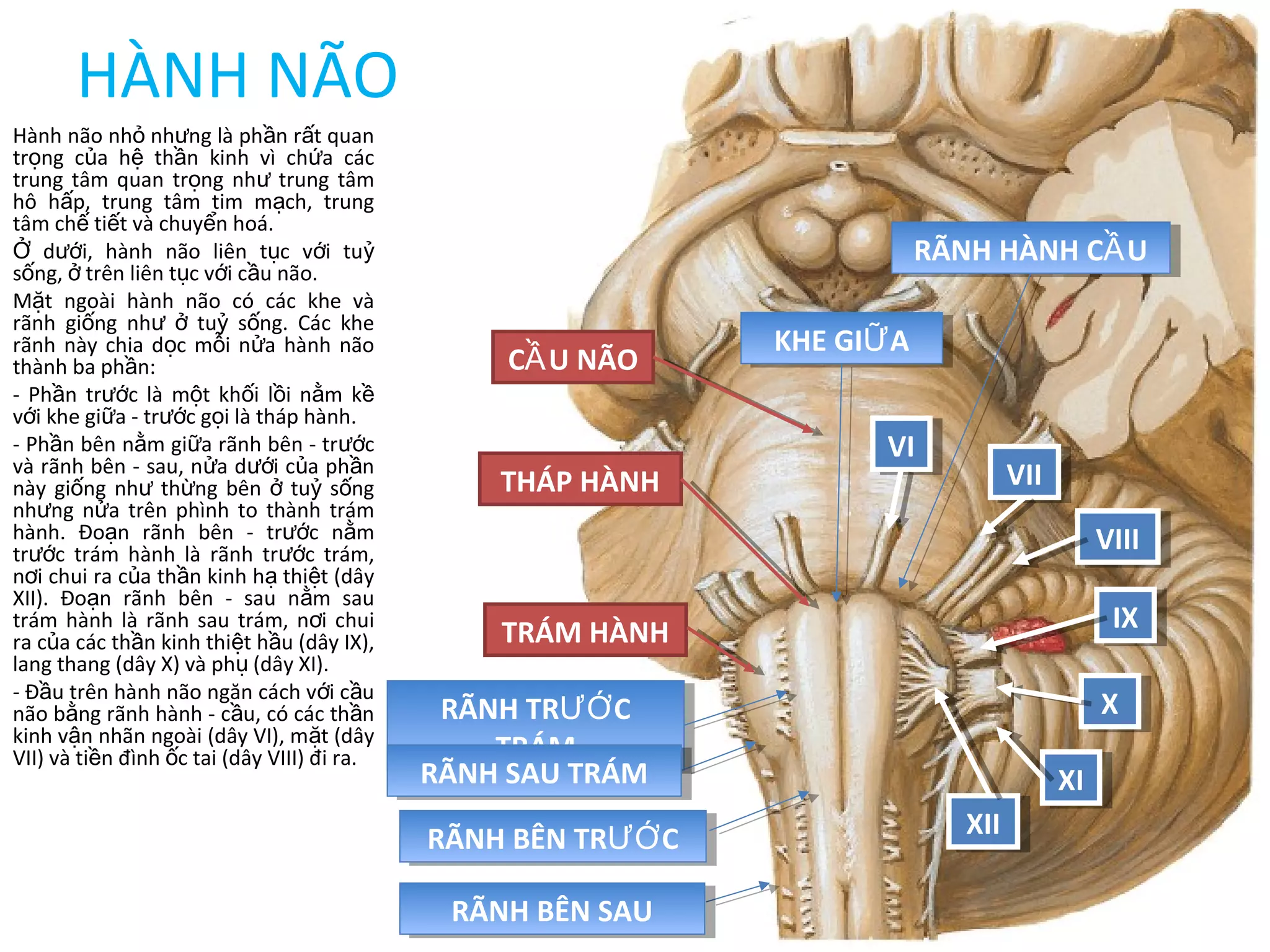 HÀNH NÃO
Hành não nh nh ng là ph n r t quanỏ ư ầ ấ
tr ng c a h th n kinh vì ch a cácọ ủ ệ ầ ứ
trung tâm quan tr ng nh trung tâmọ ư
hô h p, trung tâm tim m ch, trungấ ạ
tâm ch ti t và chuy n hoá.ế ế ể
d i, hành não liên t c v i tuỞ ướ ụ ớ ỷ
s ng, trên liên t c v i c u não.ố ở ụ ớ ầ
M t ngoài hành não có các khe vàặ
rãnh gi ng nh tu s ng. Các kheố ư ở ỷ ố
rãnh này chia d c m i n a hành nãoọ ỗ ử
thành ba ph n:ầ
- Ph n tr c là m t kh i l i n m kầ ướ ộ ố ồ ằ ề
v i khe gi a - tr c g i là tháp hành.ớ ữ ướ ọ
- Ph n bên n m gi a rãnh bên - tr cầ ằ ữ ướ
và rãnh bên - sau, n a d i c a ph nử ướ ủ ầ
này gi ng nh th ng bên tu s ngố ư ừ ở ỷ ố
nh ng n a trên phình to thành trámư ử
hành. Đo n rãnh bên - tr c n mạ ướ ằ
tr c trám hành là rãnh tr c trám,ướ ướ
n i chui ra c a th n kinh h thi t (dâyơ ủ ầ ạ ệ
XII). Đo n rãnh bên - sau n m sauạ ằ
trám hành là rãnh sau trám, n i chuiơ
ra c a các th n kinh thi t h u (dây IX),ủ ầ ệ ầ
lang thang (dây X) và ph (dây XI).ụ
- Đ u trên hành não ngăn cách v i c uầ ớ ầ
não b ng rãnh hành - c u, có các th nằ ầ ầ
kinh v n nhãn ngoài (dây VI), m t (dâyậ ặ
VII) và ti n đình c tai (dây VIII) đi ra.ề ố
KHE GI AỮKHE GI AỮ
RÃNH TR CƯỚ
TRÁM
RÃNH TR CƯỚ
TRÁM
C U NÃOẦ
THÁP HÀNH
TRÁM HÀNH
RÃNH SAU TRÁMRÃNH SAU TRÁM
RÃNH BÊN TR CƯỚRÃNH BÊN TR CƯỚ
RÃNH BÊN SAURÃNH BÊN SAU
RÃNH HÀNH C UẦRÃNH HÀNH C UẦ
VIVI
VIIVII
VIIIVIII
IXIX
XX
XIXI
XIIXII
 