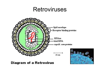 Retroviruses 