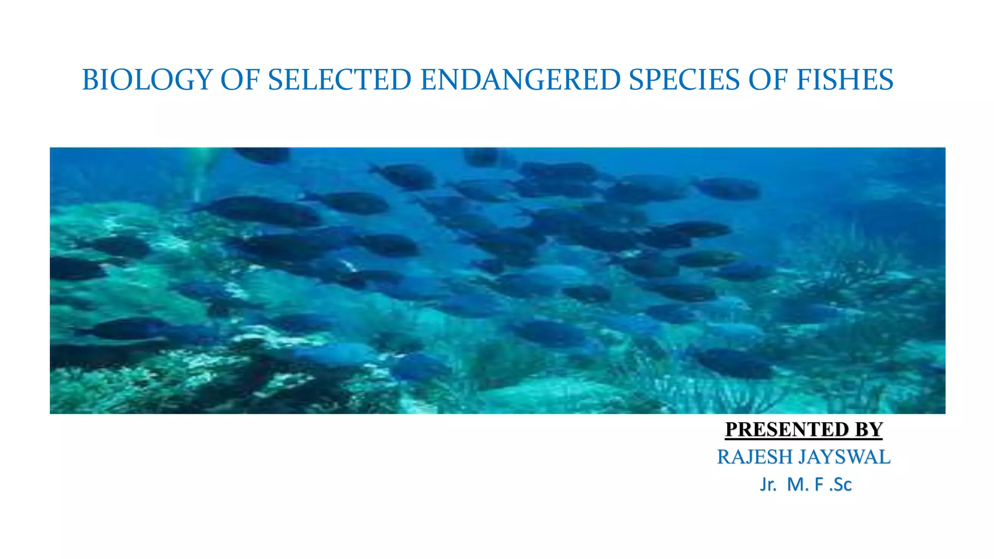 BIOLOGY OF SELECTED ENDANGERED SPECIES OF FISHES
PRESENTED BY
THIPPESWAMY T S
Jr M F Sc
PRESENTED BY
RAJESH JAYSWAL
Jr. M. F .Sc
 