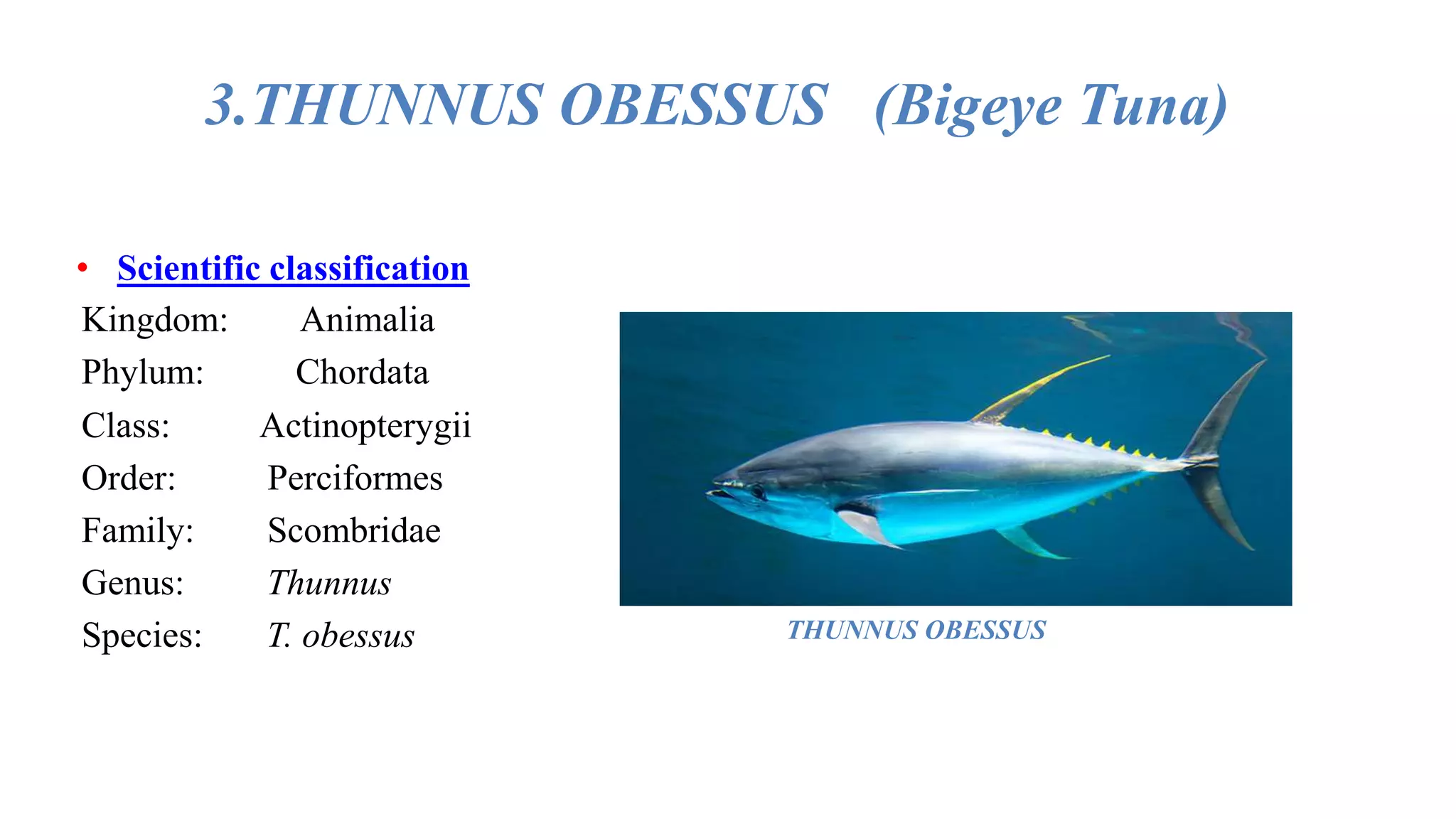 3.THUNNUS OBESSUS (Bigeye Tuna)
• Scientific classification
Kingdom: Animalia
Phylum: Chordata
Class: Actinopterygii
Order: Perciformes
Family: Scombridae
Genus: Thunnus
Species: T. obessus THUNNUS OBESSUS
 