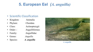 5. European Eel (A. anguilla)
• Scientific Classification
• Kingdom: Animalia
• Phylum: Chordata
• Class: Actinopterygii
• Order: : Anguilliformes
• Family: Anguillidae
• Genus: Anguilla
• Species: A. anguilla
A. anguilla
 