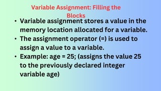 Variable Assignment: Filling the
Blocks
• Variable assignment stores a value in the
memory location allocated for a variable.
• The assignment operator (=) is used to
assign a value to a variable.
• Example: age = 25; (assigns the value 25
to the previously declared integer
variable age)
 