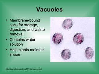 Vacuoles
• Membrane-bound
sacs for storage,
digestion, and waste
removal
• Contains water
solution
• Help plants maintain
shape
http://library.thinkquest.org/12413/structures.html
 