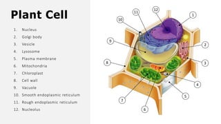 Plant Cell
1. Nucleus
2. Golgi body
3. Vesicle
4. Lysosome
5. Plasma membrane
6. Mitochondria
7. Chloroplast
8. Cell wall
9. Vacuole
10. Smooth endoplasmic reticulum
11. Rough endoplasmic reticulum
12. Nucleolus
1
2
3
4
5
12
11
10
9
6
7
8
 