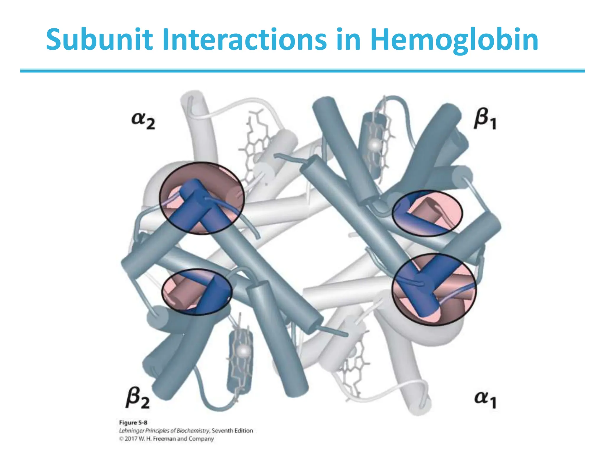 Subunit Interactions in Hemoglobin
 