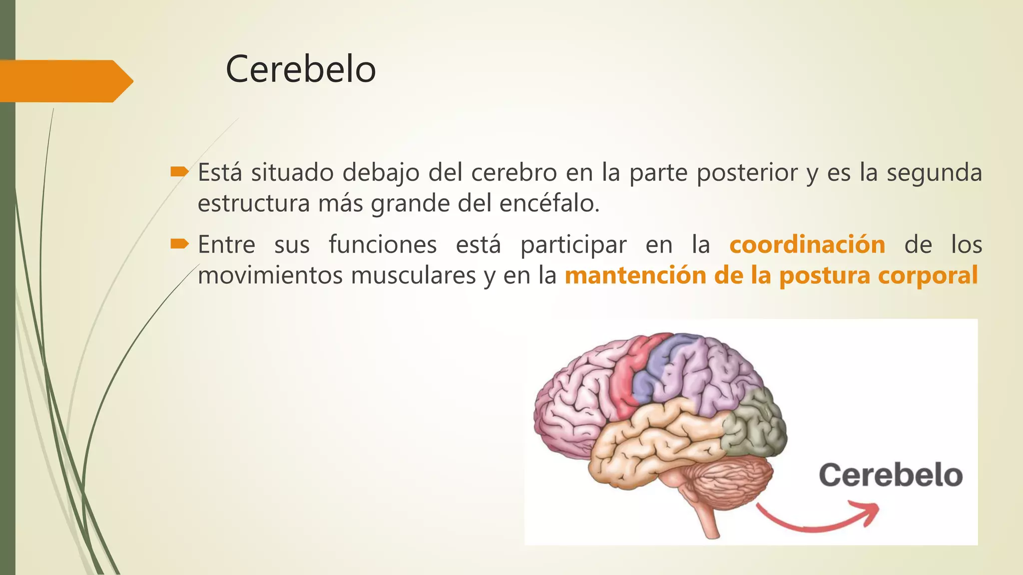 Cerebelo
 Está situado debajo del cerebro en la parte posterior y es la segunda
estructura más grande del encéfalo.
 Entre sus funciones está participar en la coordinación de los
movimientos musculares y en la mantención de la postura corporal
 