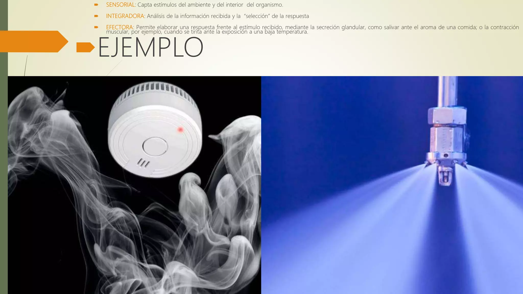  SENSORIAL: Capta estímulos del ambiente y del interior del organismo.
 INTEGRADORA: Análisis de la información recibida y la “selección” de la respuesta
 EFECTORA: Permite elaborar una respuesta frente al estímulo recibido, mediante la secreción glandular, como salivar ante el aroma de una comida; o la contracción
muscular, por ejemplo, cuando se tirita ante la exposición a una baja temperatura.
EJEMPLO
 