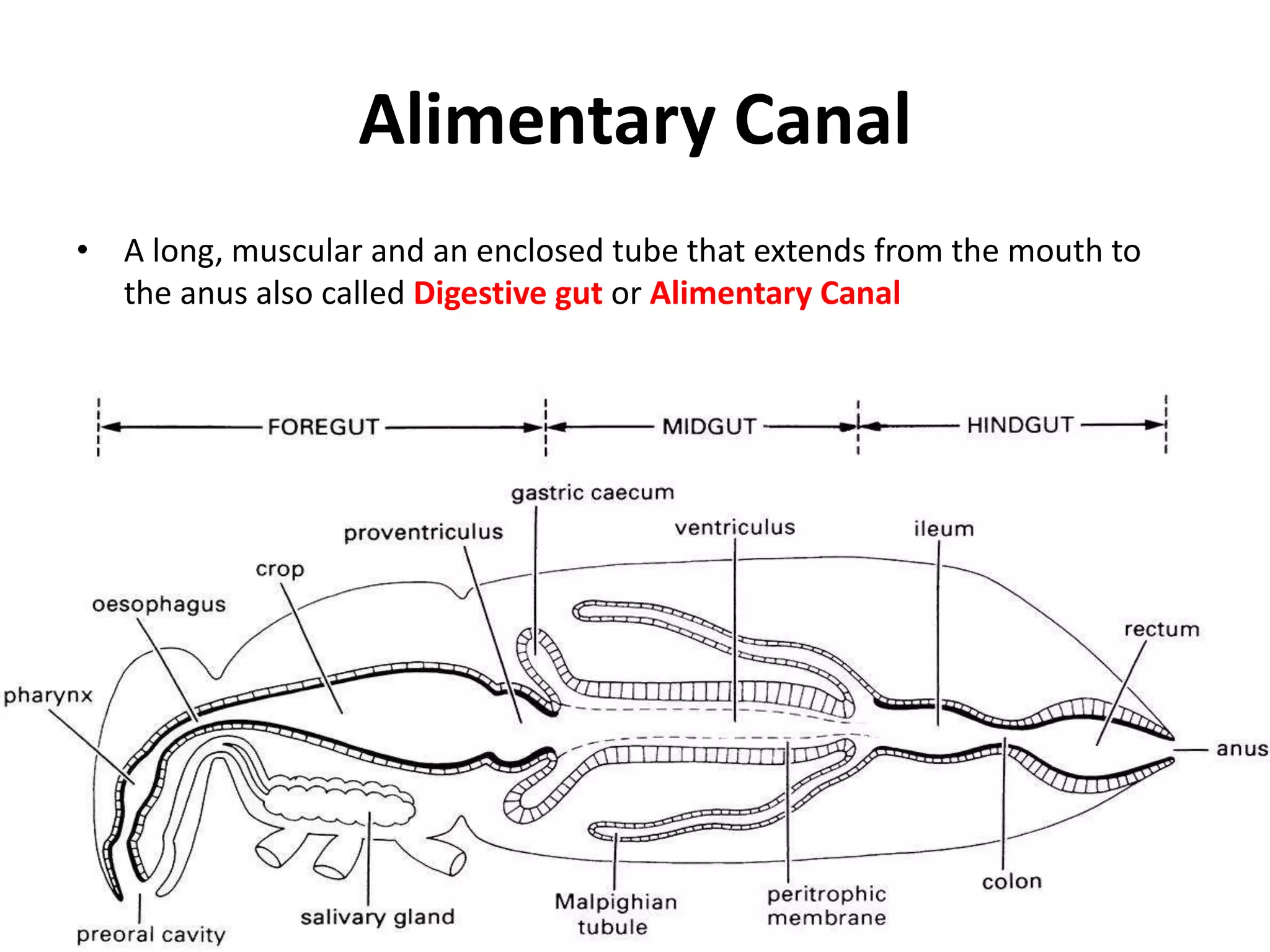 Alimentary Canal
• A long, muscular and an enclosed tube that extends from the mouth to
the anus also called Digestive gut or Alimentary Canal
 