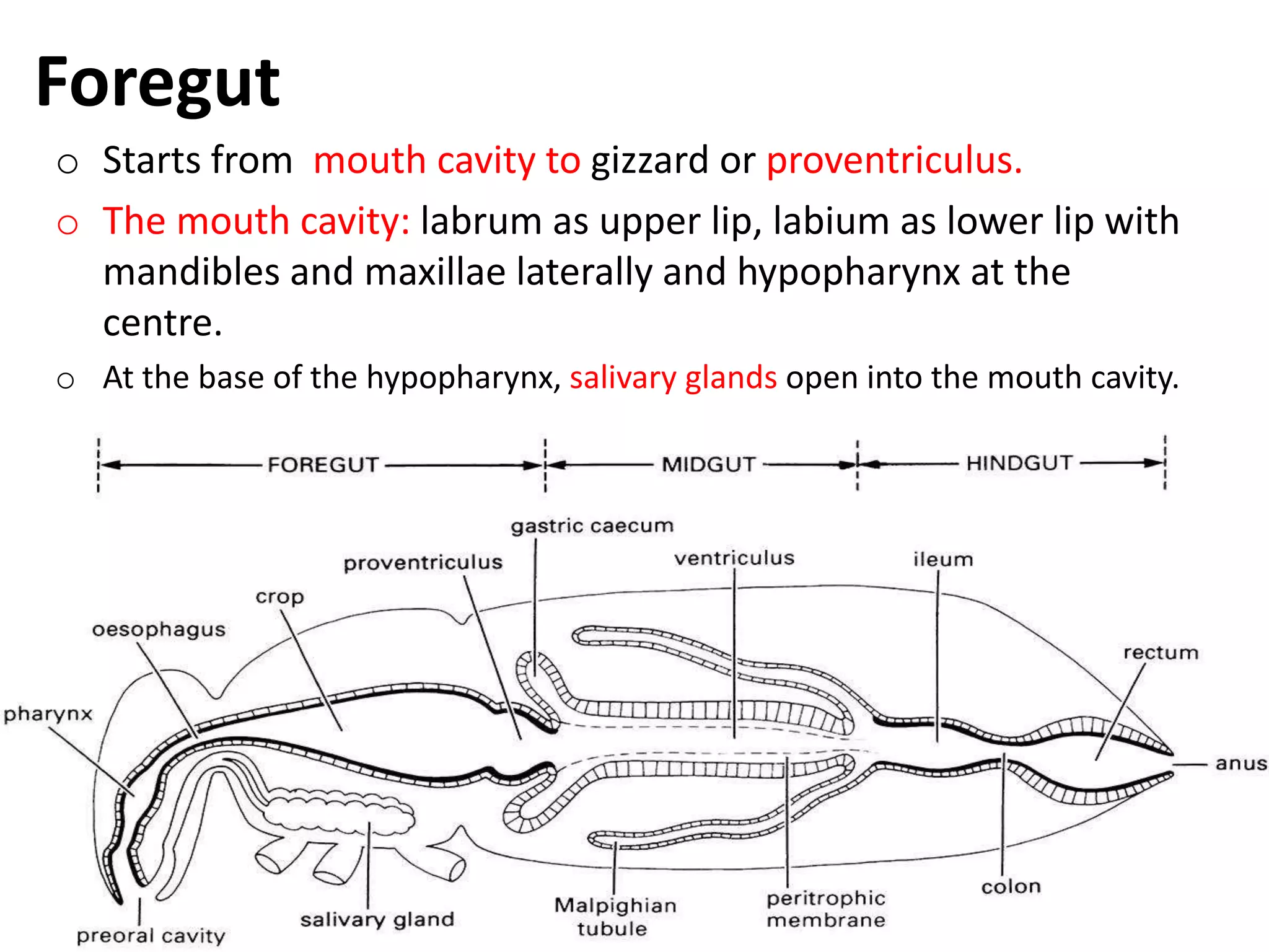 Foregut
o Starts from mouth cavity to gizzard or proventriculus.
o The mouth cavity: labrum as upper lip, labium as lower lip with
mandibles and maxillae laterally and hypopharynx at the
centre.
o At the base of the hypopharynx, salivary glands open into the mouth cavity.
 