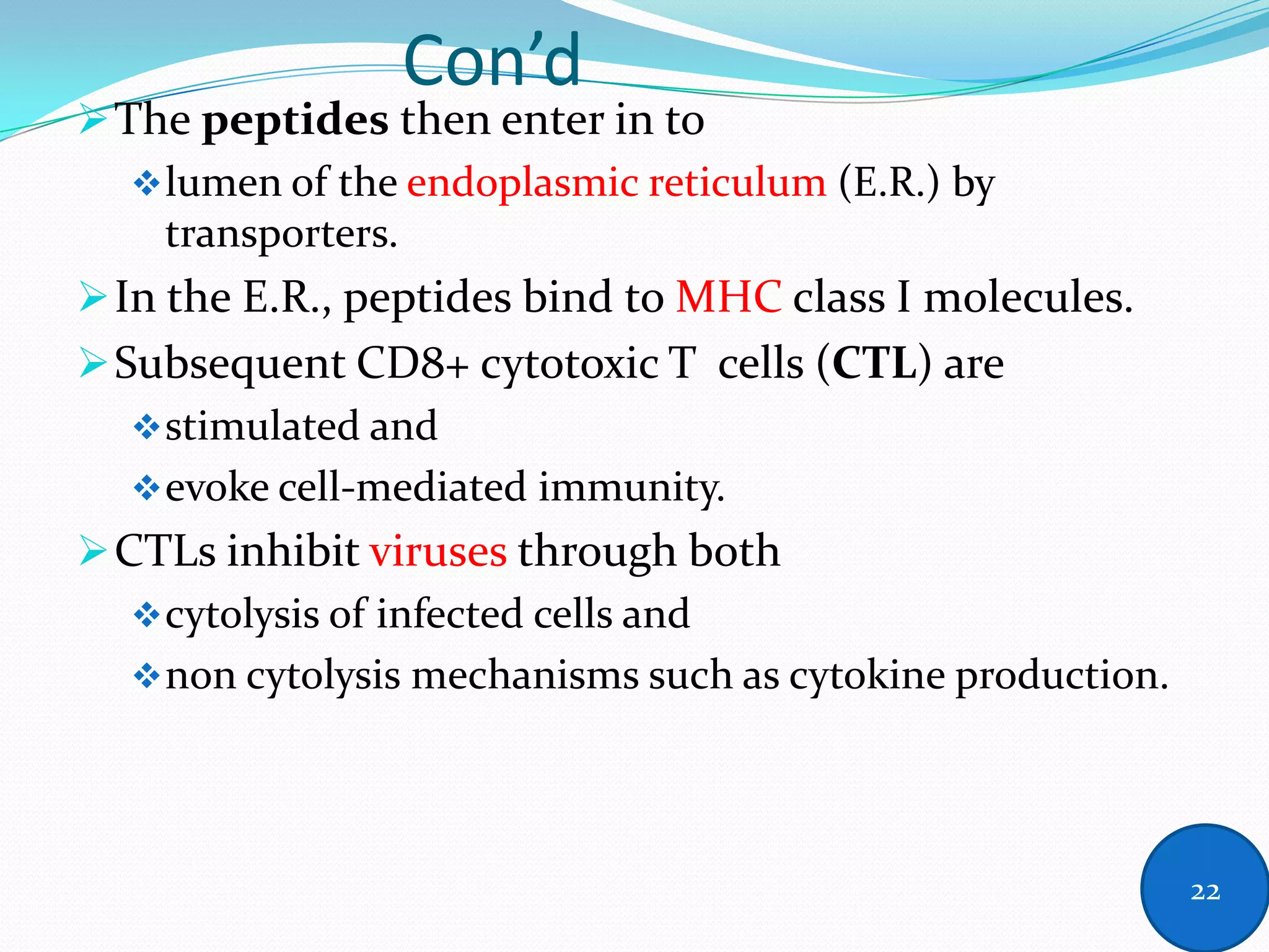 Con’d
The peptides then enter in to
lumen of the endoplasmic reticulum (E.R.) by
transporters.
In the E.R., peptides bind to MHC class I molecules.
Subsequent CD8+ cytotoxic T cells (CTL) are
stimulated and
evoke cell-mediated immunity.
CTLs inhibit viruses through both
cytolysis of infected cells and
non cytolysis mechanisms such as cytokine production.
22
 