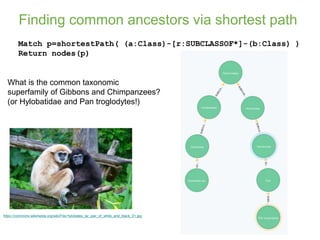 Finding common ancestors via shortest path
Match p=shortestPath( (a:Class)-[r:SUBCLASSOF*]-(b:Class) )
Return nodes(p)
What is the common taxonomic
superfamily of Gibbons and Chimpanzees?
(or Hylobatidae and Pan troglodytes!)
https://commons.wikimedia.org/wiki/File:Hylobates_lar_pair_of_white_and_black_01.jpg
 