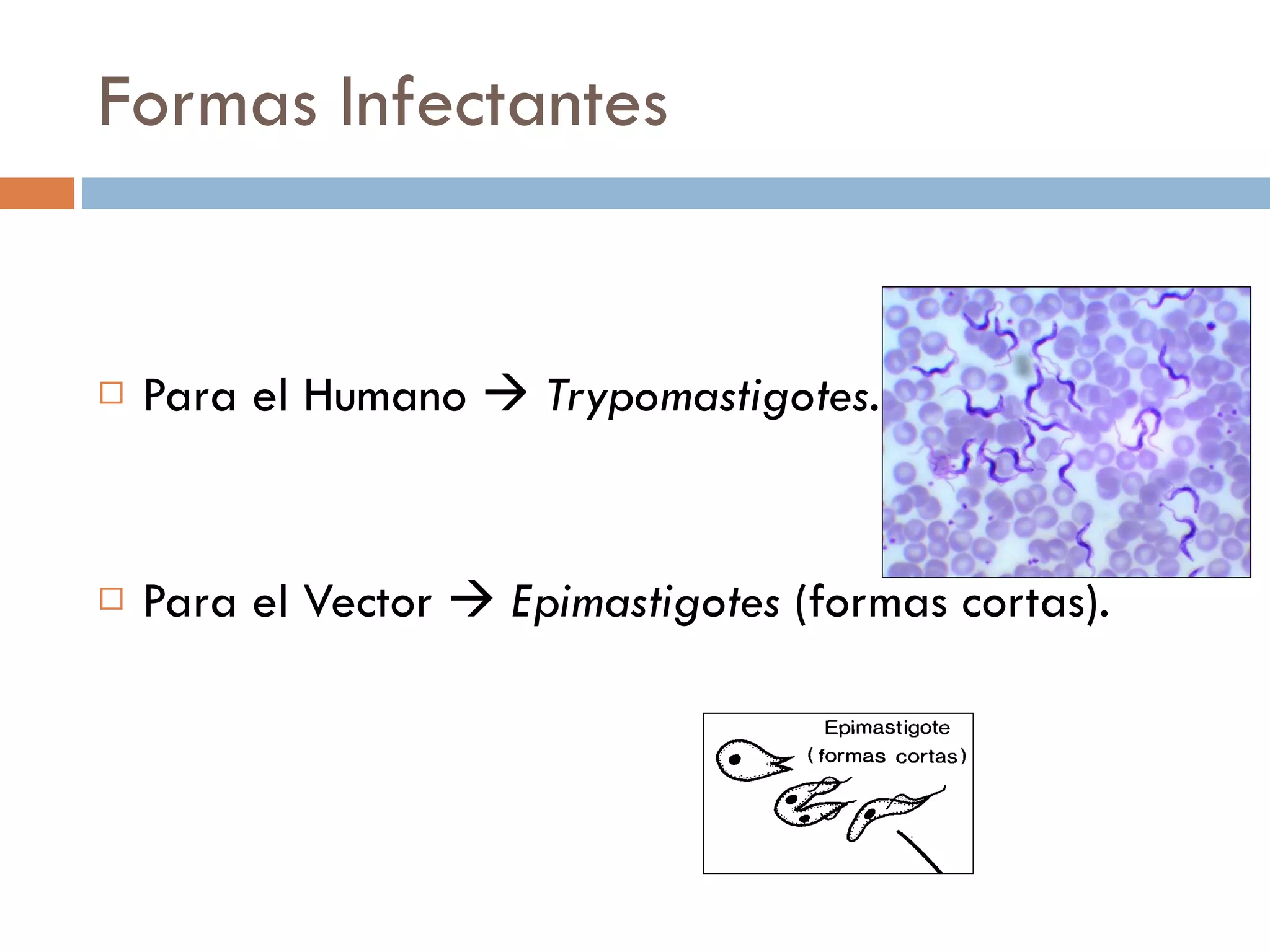 Formas Infectantes Para el Humano     Trypomastigotes . Para el Vector     Epimastigotes  (formas cortas). 