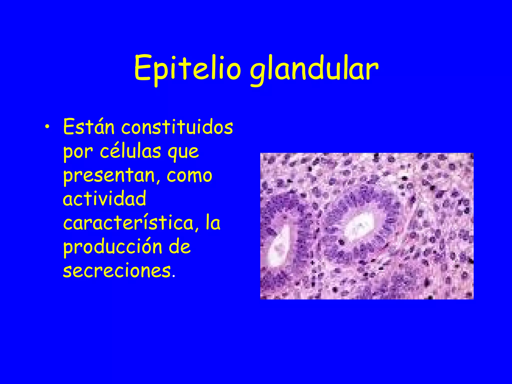 Epitelio glandular Están constituidos por células que presentan, como actividad característica, la producción de secreciones .