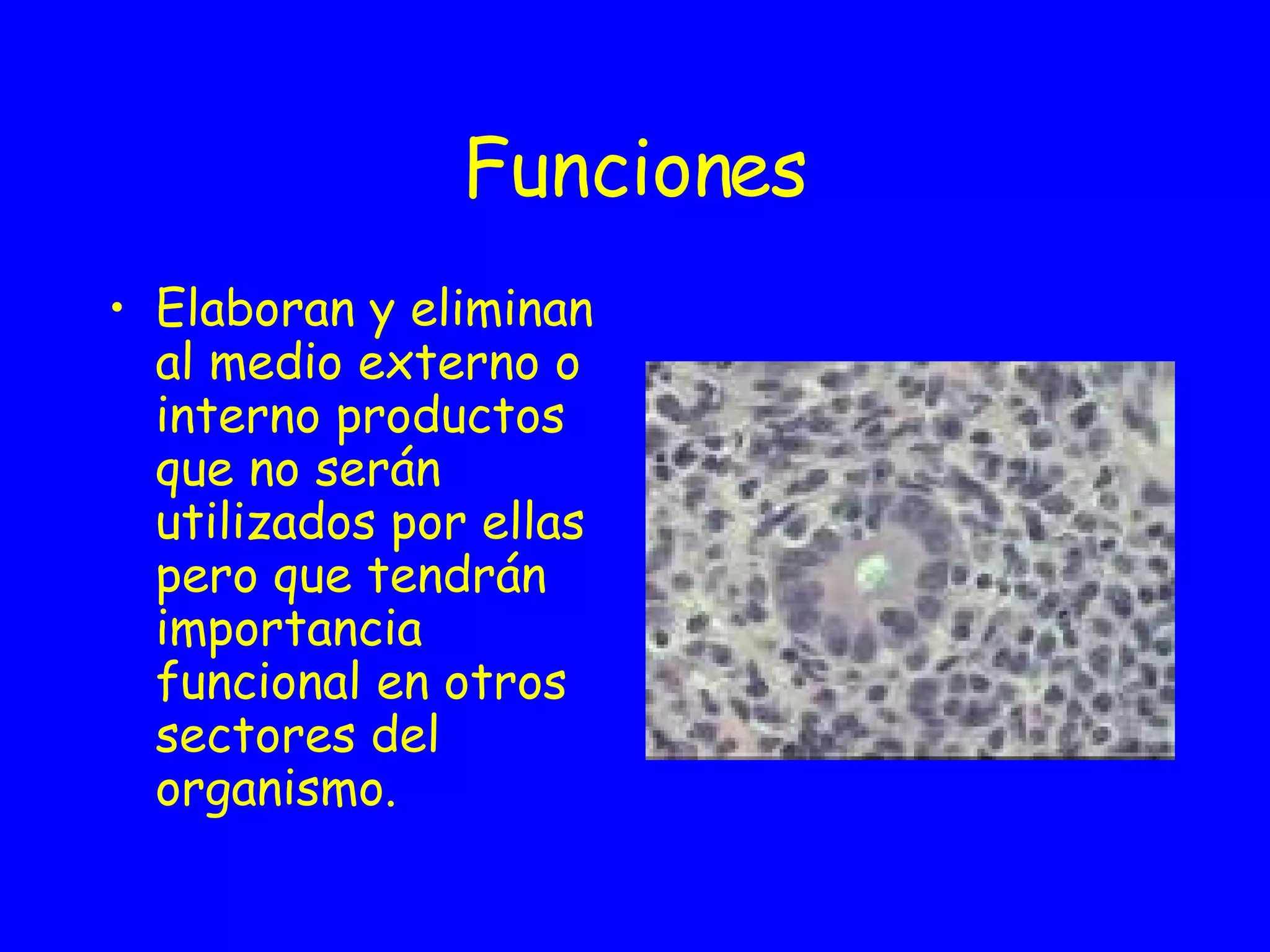 Funciones Elaboran y eliminan al medio externo o interno productos que no serán utilizados por ellas pero que tendrán importancia funcional en otros sectores del organismo.