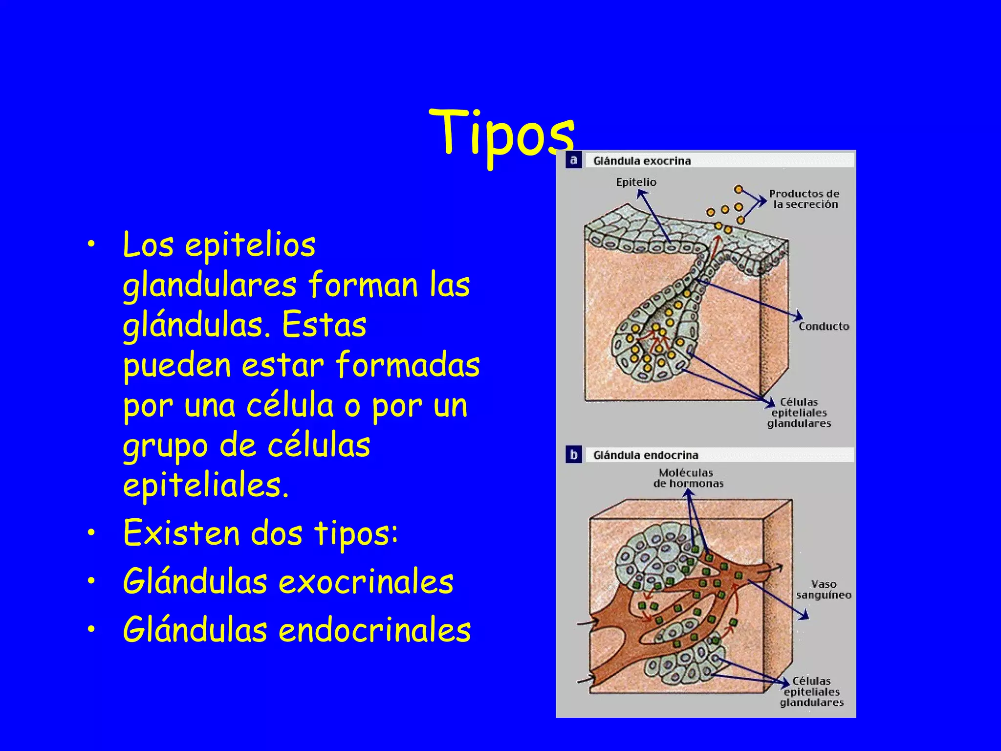Tipos Los epitelios glandulares forman las glándulas. Estas pueden estar formadas por una célula o por un grupo de células epiteliales. Existen dos tipos: Glándulas exocrinales Glándulas endocrinales