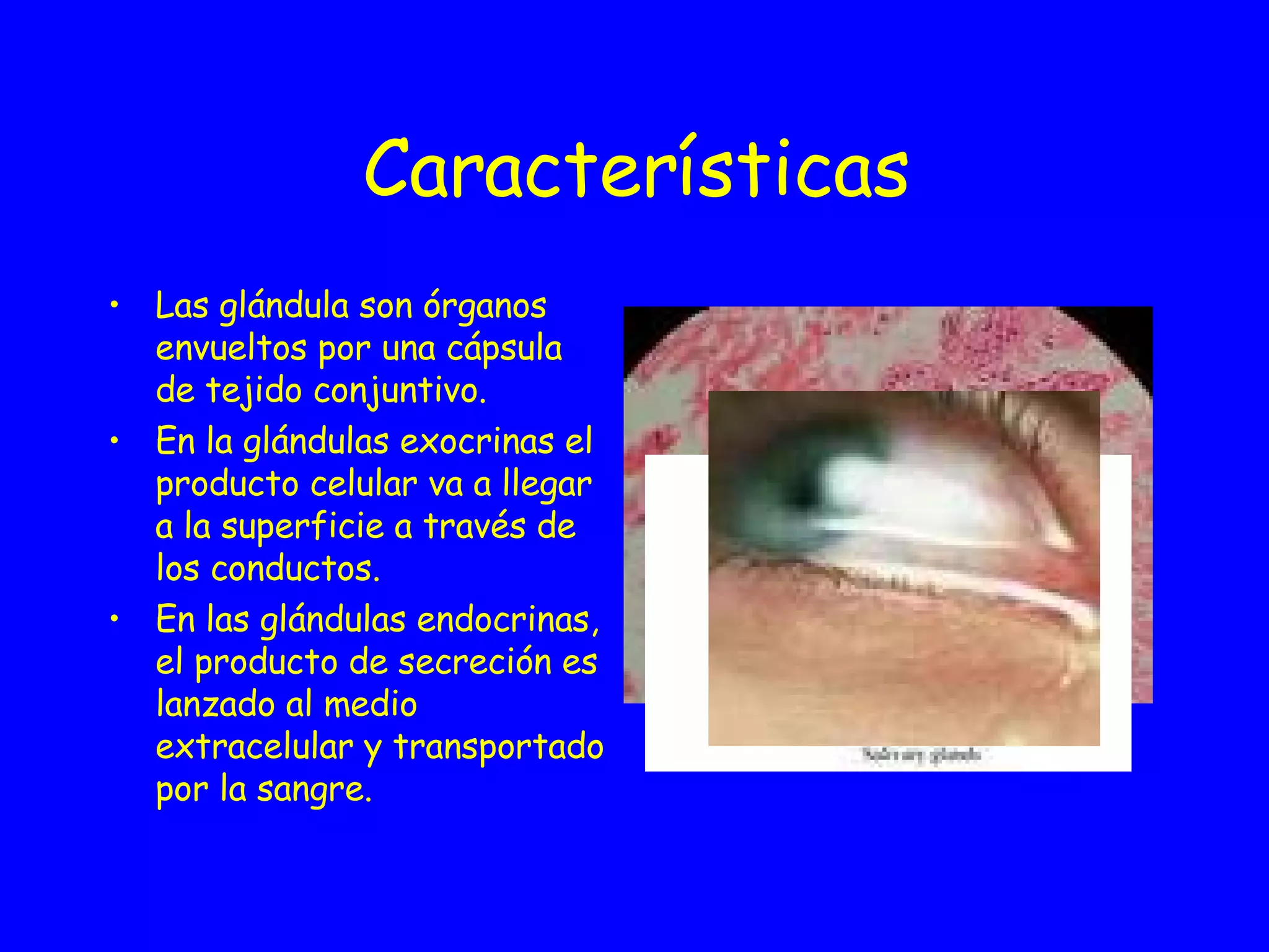 Características Las glándula son órganos envueltos por una cápsula de tejido conjuntivo. En la glándulas exocrinas el producto celular va a llegar a la superficie a través de los conductos. En las glándulas endocrinas, el producto de secreción es lanzado al medio extracelular y transportado por la sangre.