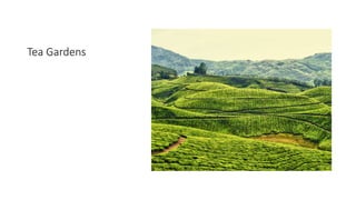 Tea Gardens
 