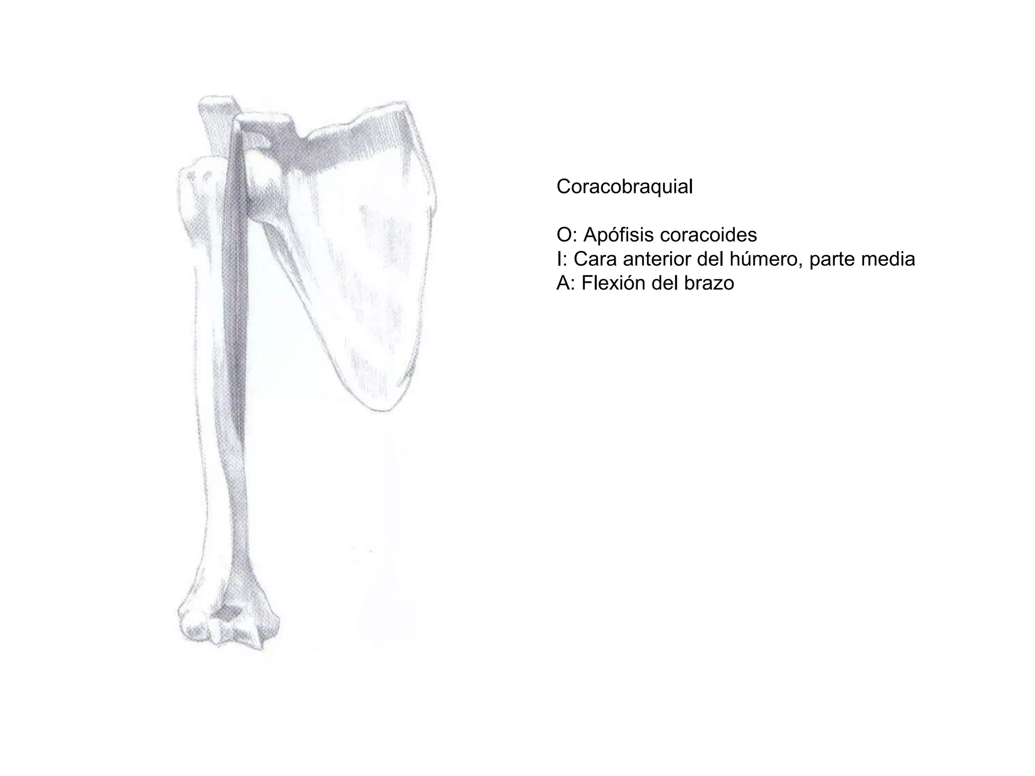 Coracobraquial
O: Apófisis coracoides
I: Cara anterior del húmero, parte media
A: Flexión del brazo
 