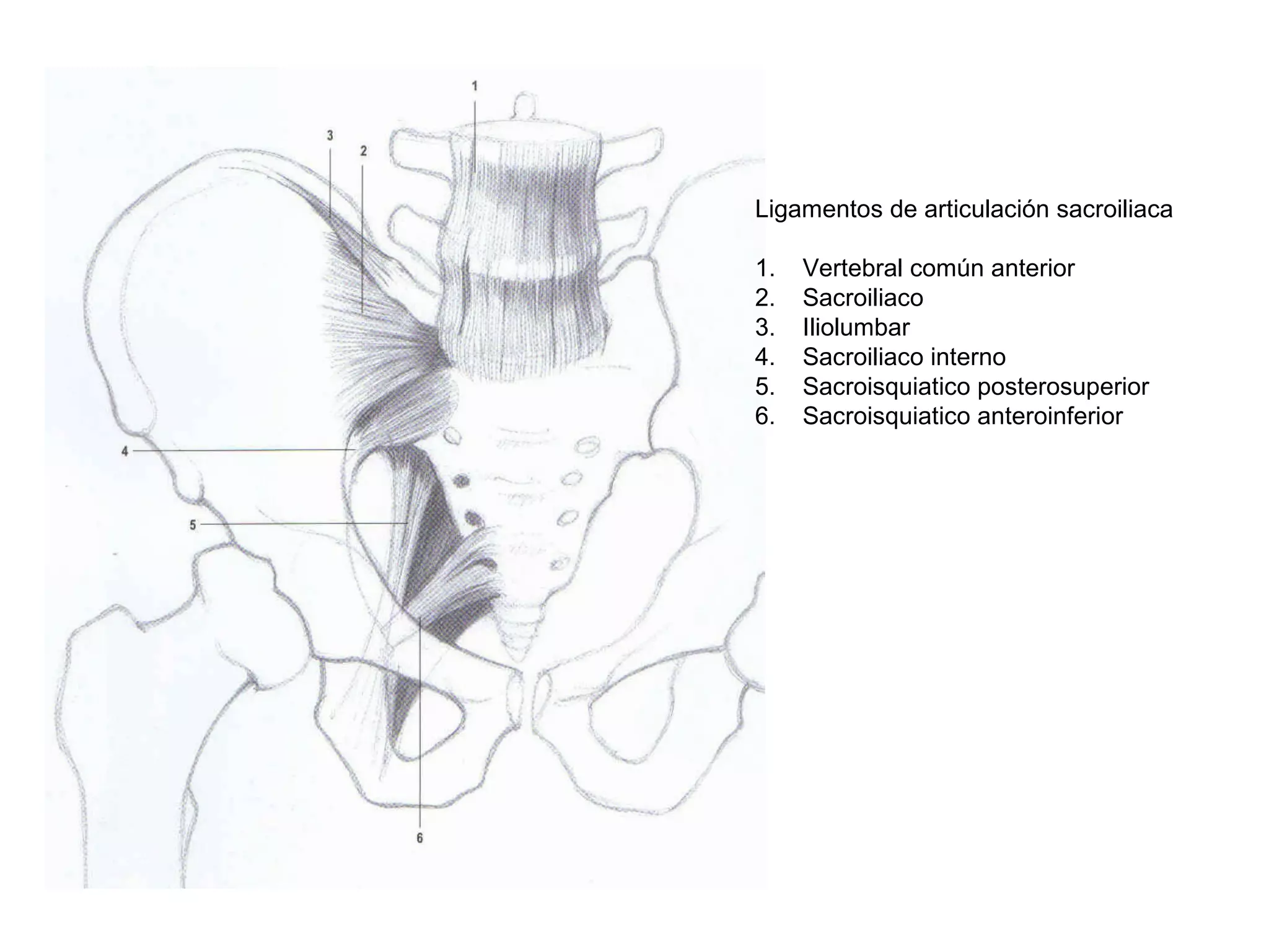 Ligamentos de articulación sacroiliaca
1. Vertebral común anterior
2. Sacroiliaco
3. Iliolumbar
4. Sacroiliaco interno
5. Sacroisquiatico posterosuperior
6. Sacroisquiatico anteroinferior
 