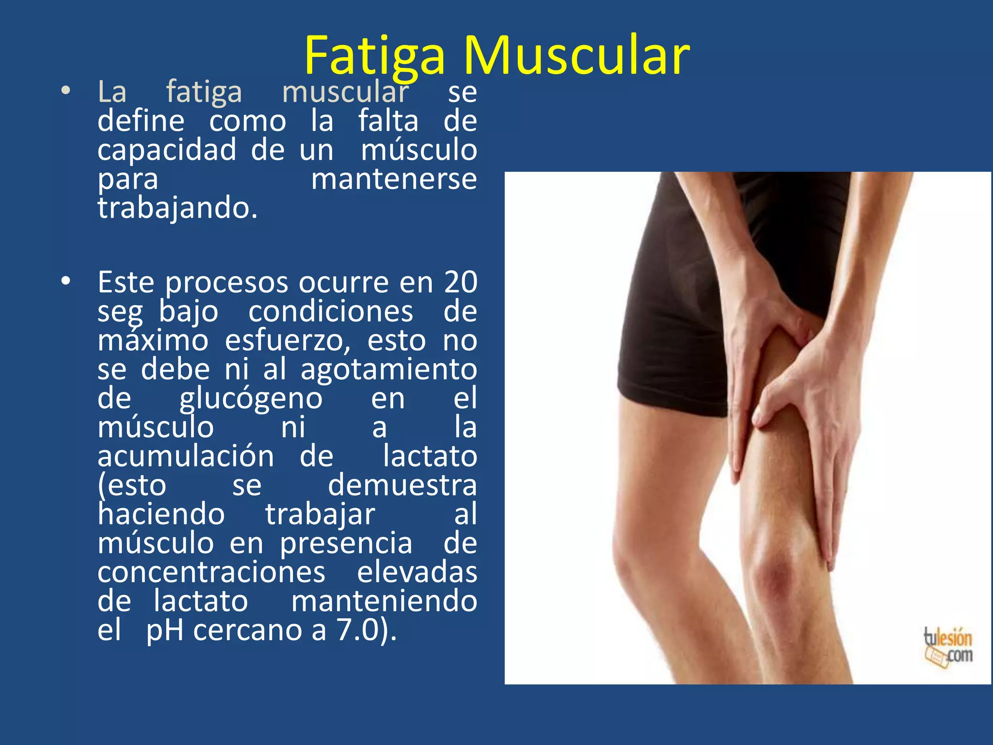 Fatiga Muscular• La fatiga muscular se
define como la falta de
capacidad de un músculo
para mantenerse
trabajando.
• Este procesos ocurre en 20
seg bajo condiciones de
máximo esfuerzo, esto no
se debe ni al agotamiento
de glucógeno en el
músculo ni a la
acumulación de lactato
(esto se demuestra
haciendo trabajar al
músculo en presencia de
concentraciones elevadas
de lactato manteniendo
el pH cercano a 7.0).
 