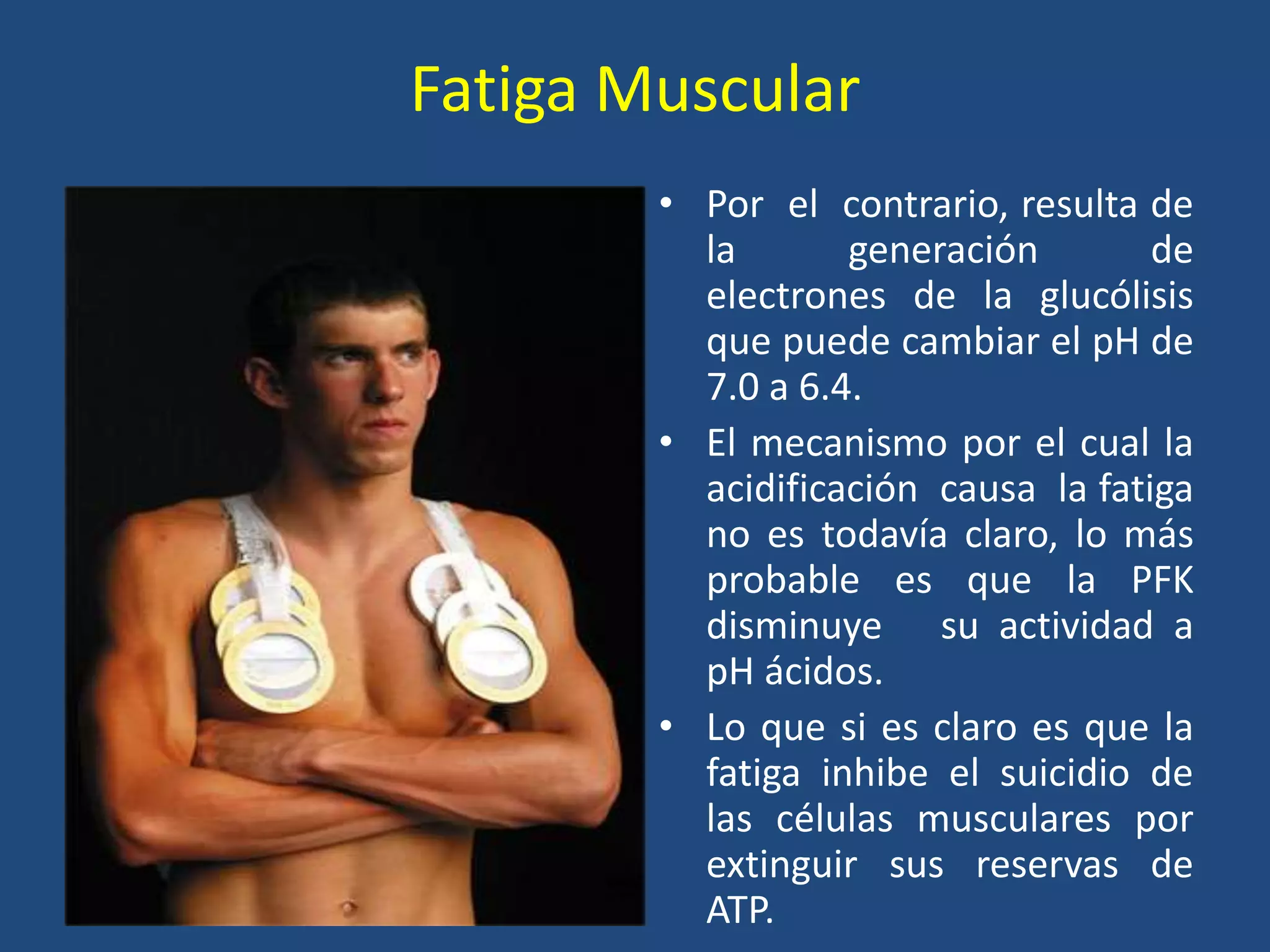 Fatiga Muscular
• Por el contrario, resulta de
la generación de
electrones de la glucólisis
que puede cambiar el pH de
7.0 a 6.4.
• El mecanismo por el cual la
acidificación causa la fatiga
no es todavía claro, lo más
probable es que la PFK
disminuye su actividad a
pH ácidos.
• Lo que si es claro es que la
fatiga inhibe el suicidio de
las células musculares por
extinguir sus reservas de
ATP.
 
