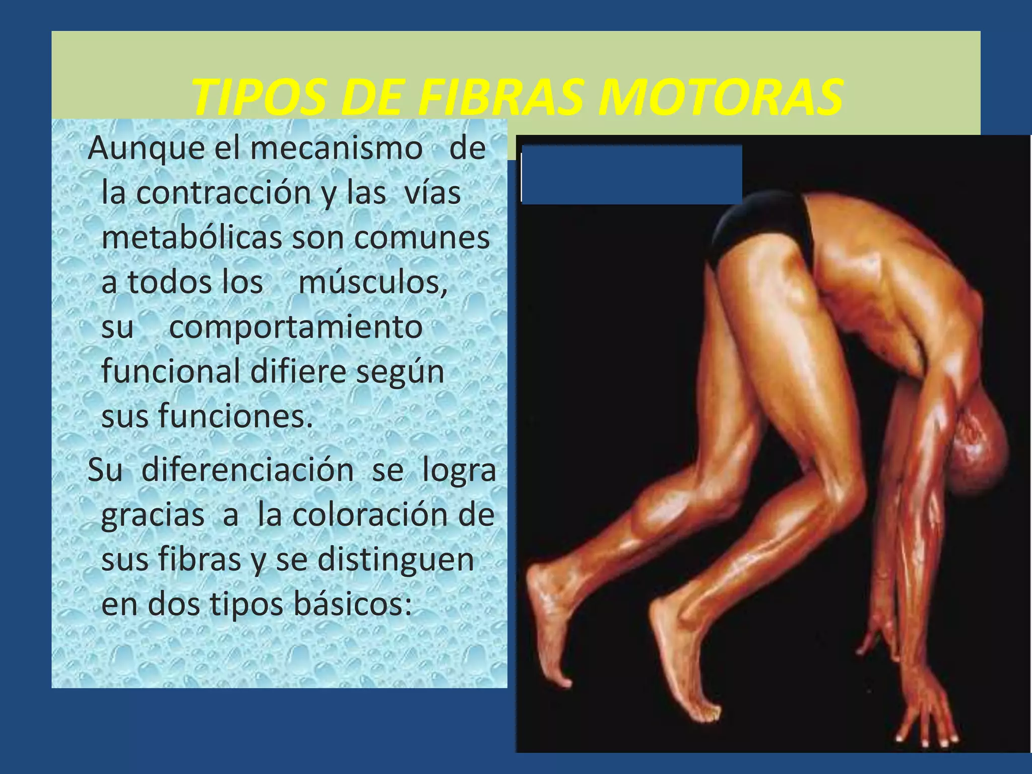 TIPOS DE FIBRAS MOTORAS
Aunque el mecanismo de
la contracción y las vías
metabólicas son comunes
a todos los músculos,
su comportamiento
funcional difiere según
sus funciones.
Su diferenciación se logra
gracias a la coloración de
sus fibras y se distinguen
en dos tipos básicos:
 