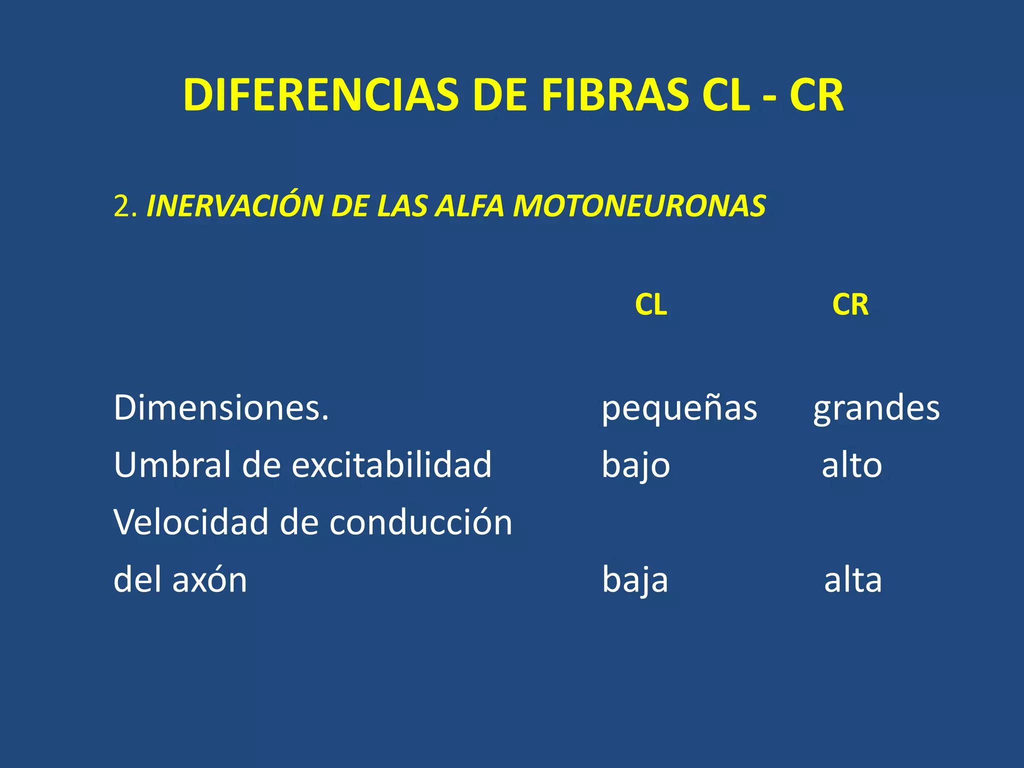 DIFERENCIAS DE FIBRAS CL - CR
2. INERVACIÓN DE LAS ALFA MOTONEURONAS
CL CR
Dimensiones. pequeñas grandes
Umbral de excitabilidad bajo alto
Velocidad de conducción
del axón baja alta
 