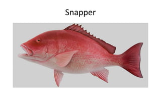 Snapper
 