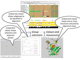 Linked tree viewer
allows subgroups to
be identified in
alignment
Group
selections
Colours and
mouseovers
Linked Jmol viewer
shows one or more
structures coloured by
alignment views
Linked PCA
viewer shows
selections and
sequence
groups
 