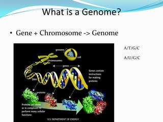 What is a Genome?

• Gene + Chromosome -> Genome
                                A/T/G/C

                                A/U/G/C
 