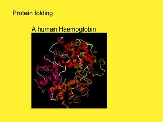 Protein folding
A human Haemoglobin
 