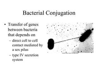 Bacterial Conjugation
• Transfer of genes
between bacteria
that depends on
– direct cell to cell
contact mediated by
a sex pilus
– type IV secretion
system

 