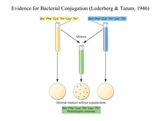 Evidence for Bacterial Conjugation (Lederberg & Tatum, 1946)

 