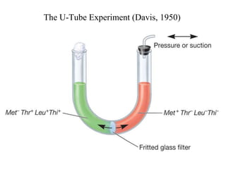 The U-Tube Experiment (Davis, 1950)

 