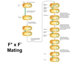 +

-

F xF
Mating

 