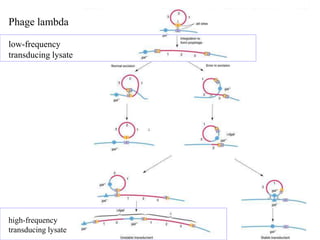 Phage lambda
low-frequency
transducing lysate

insert Figure 13.21

high-frequency
transducing lysate

 